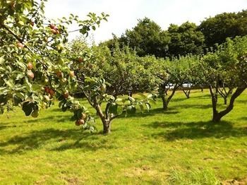 Cider Cottages Burley Exterior foto